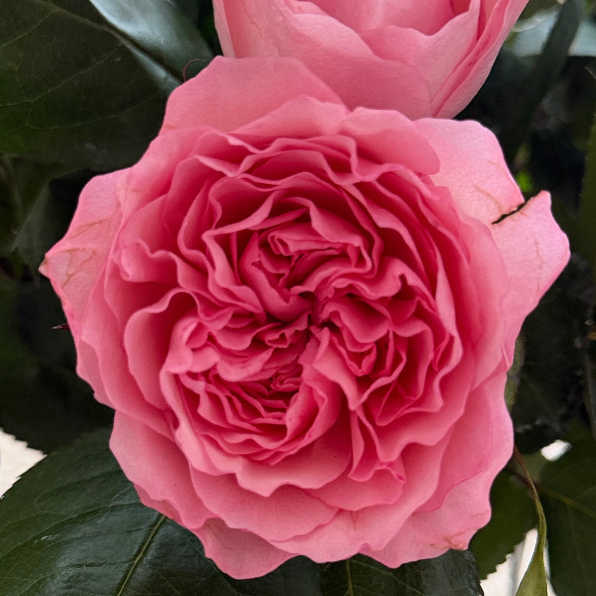 24 light pink garden roses