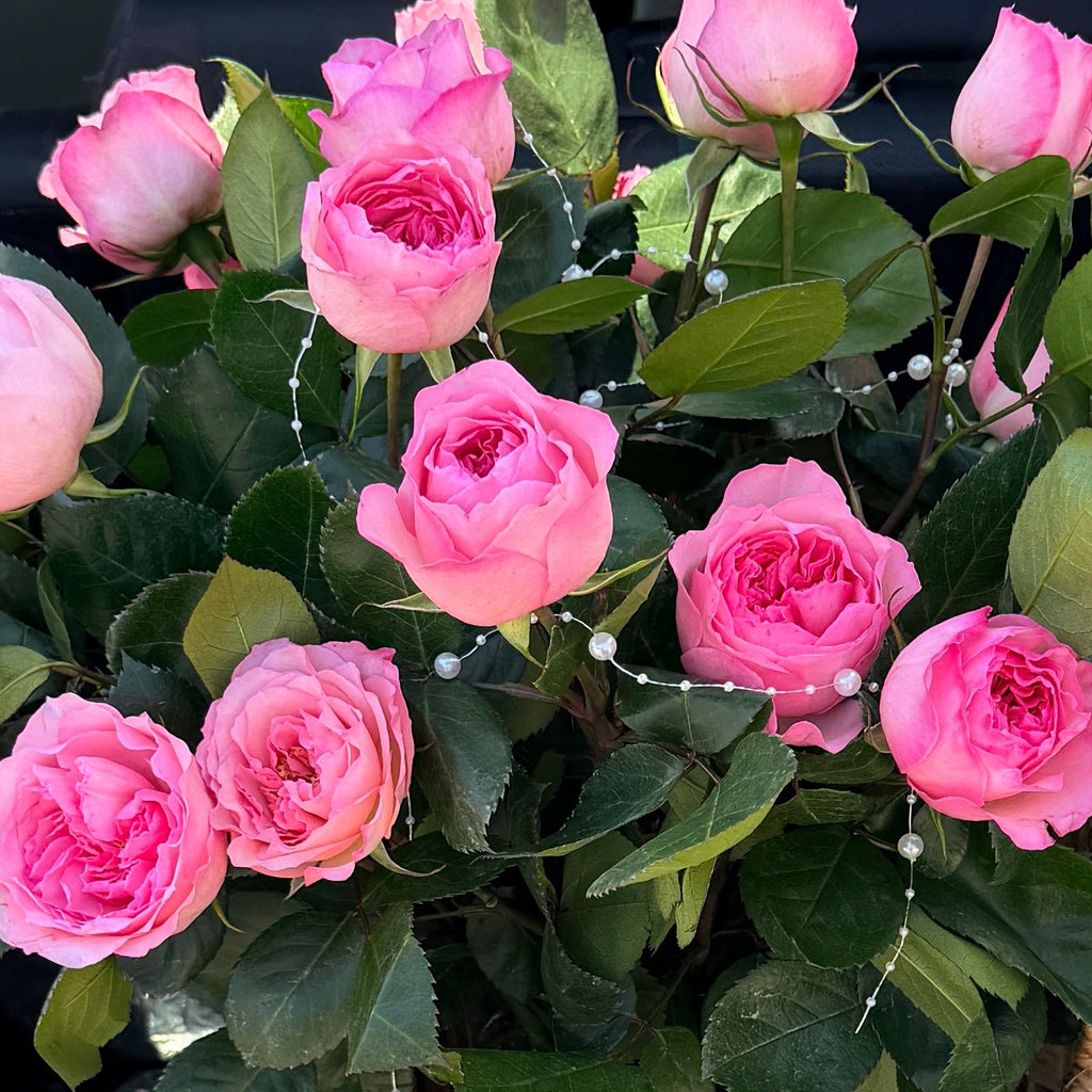 24 light pink garden roses