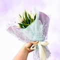 Soft Whisper Tulips