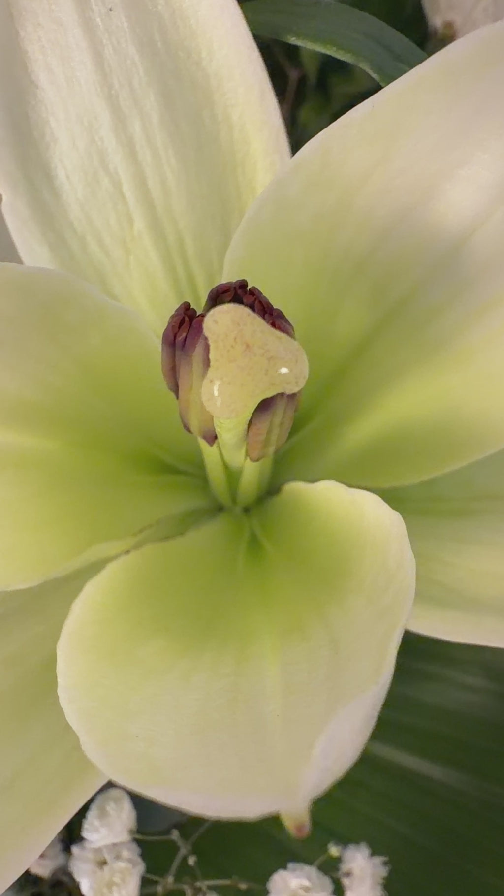 Eternal Grace – Small White Sympathy