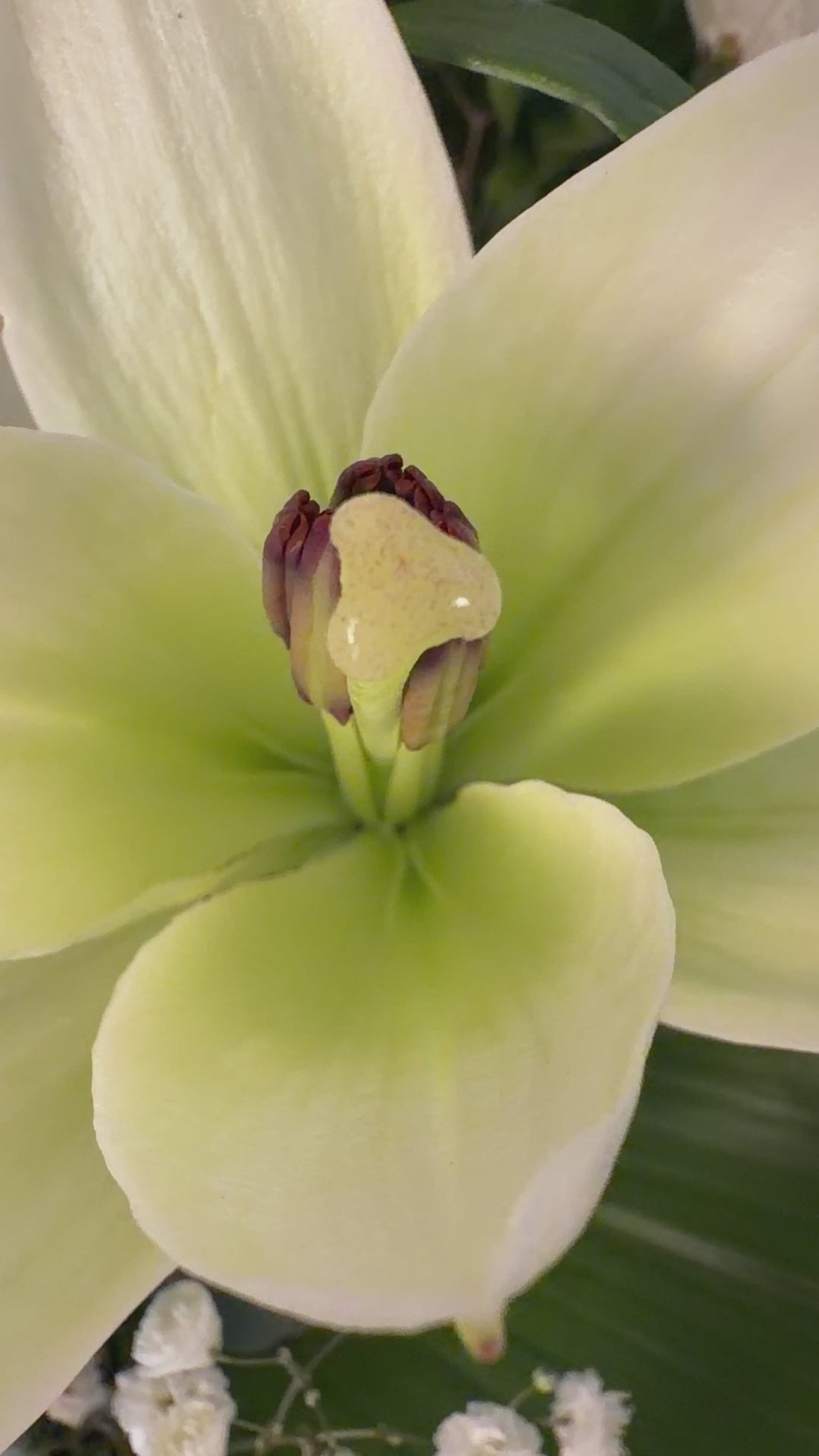 Eternal Grace – Small White Sympathy